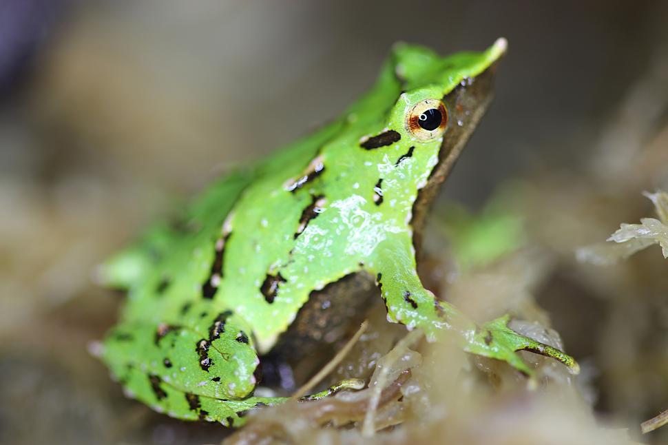 Broaștele care au călătorit 11.000 de kilometri ca să facă 33 de pui într-o misiune urgentă de salvare 949818