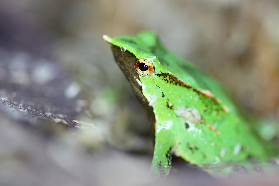 Broaștele care au călătorit 11.000 de kilometri ca să facă 33 de pui într-o misiune urgentă de salvare 949826