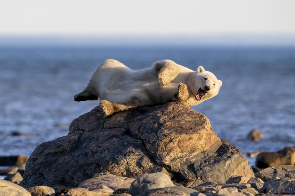 Imagini virale cu un urs polar care a „pozat” ca un model profesionist 950177