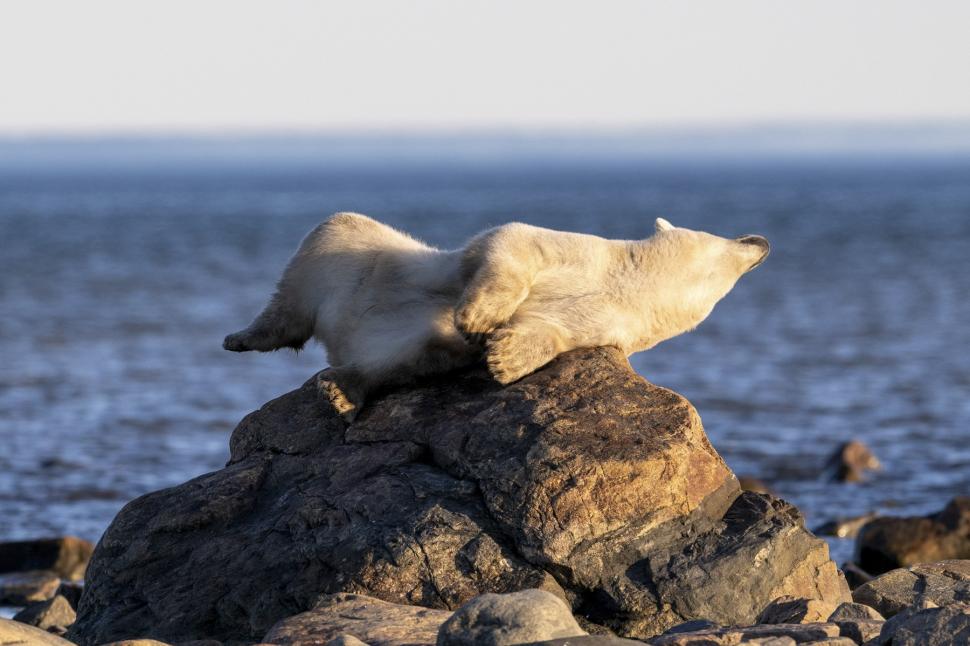 Imagini virale cu un urs polar care a „pozat” ca un model profesionist 950179