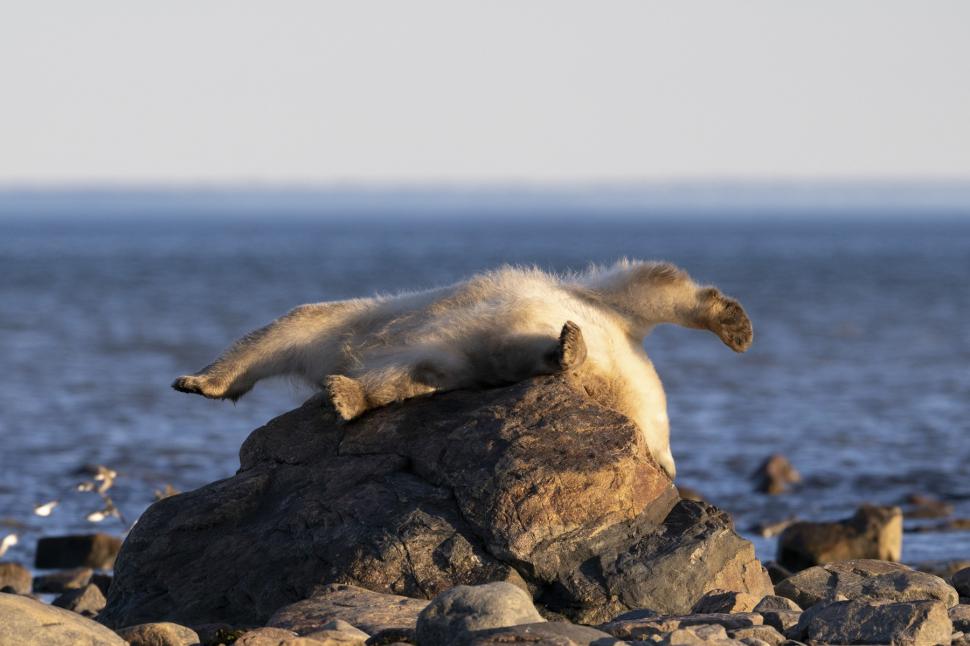 Imagini virale cu un urs polar care a „pozat” ca un model profesionist 950180