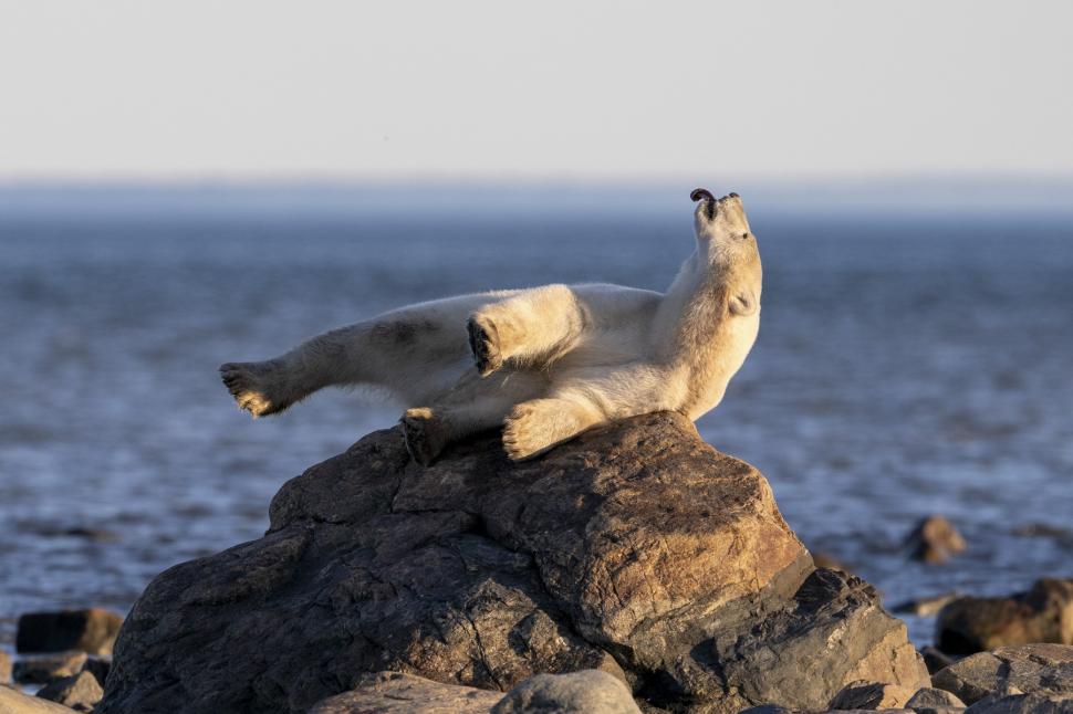 Imagini virale cu un urs polar care a „pozat” ca un model profesionist 950181
