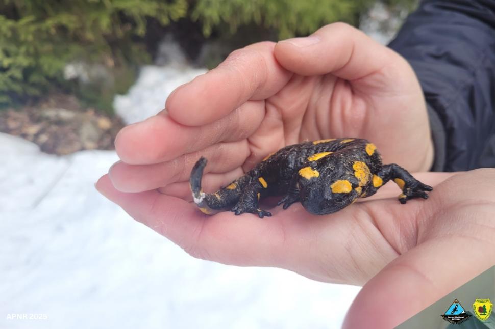 Salamandră trezită din hibernare, surprinsă în Parcul Naţional Retezat: „Temperaturile neobişnuite au făcut-o să iasă la plimbare” 950515