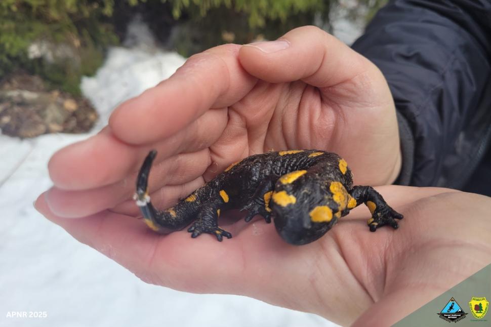 Salamandră trezită din hibernare, surprinsă în Parcul Naţional Retezat: „Temperaturile neobişnuite au făcut-o să iasă la plimbare” 950516