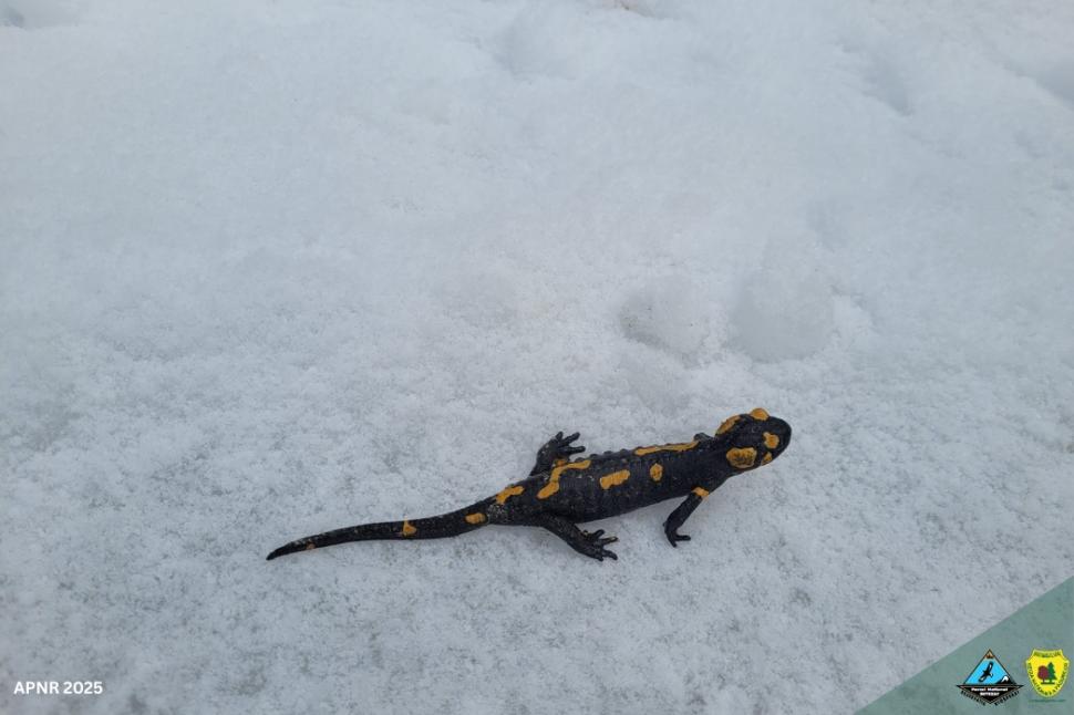 Salamandră trezită din hibernare, surprinsă în Parcul Naţional Retezat: „Temperaturile neobişnuite au făcut-o să iasă la plimbare” 950517