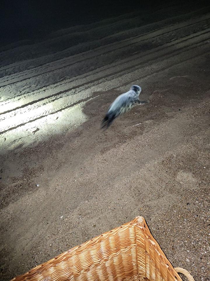 Surpriza de care a avut parte o turistă, în Olanda. A găsit o focă dormind în camera ei de hotel: „Își făcea siesta” 950487