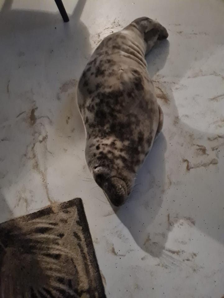 Surpriza de care a avut parte o turistă, în Olanda. A găsit o focă dormind în camera ei de hotel: „Își făcea siesta” 950489