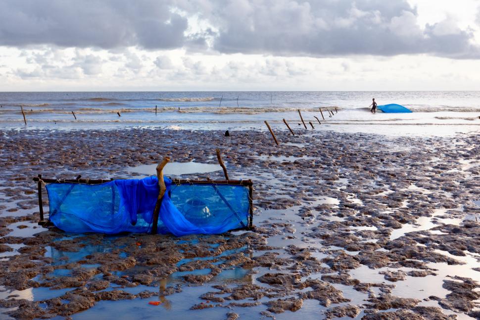 "Așa arată lupta pentru supraviețuire". Imagini incredibile surprinse pe un râu acoperit de un covor dens de alge 951037