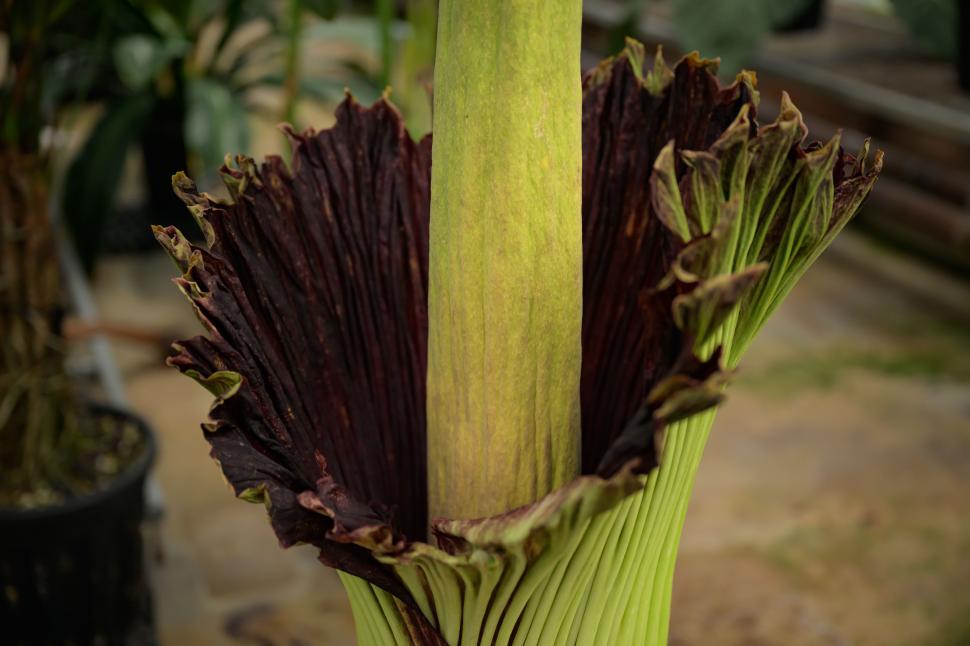 O „floare-cadavru” a înflorit după 15 ani, în Australia. Deși miroase a carne putrezită, sute de oameni s-au adunat în jurul ei 951115