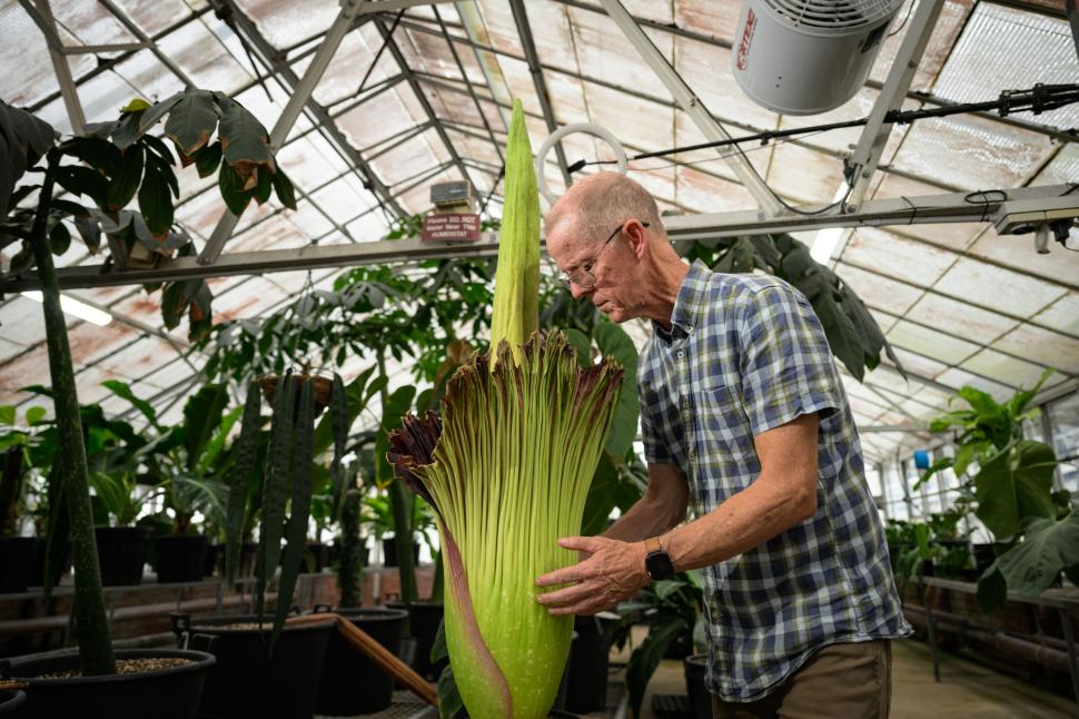 O „floare-cadavru” a înflorit după 15 ani, în Australia. Deși miroase a carne putrezită, sute de oameni s-au adunat în jurul ei 951116