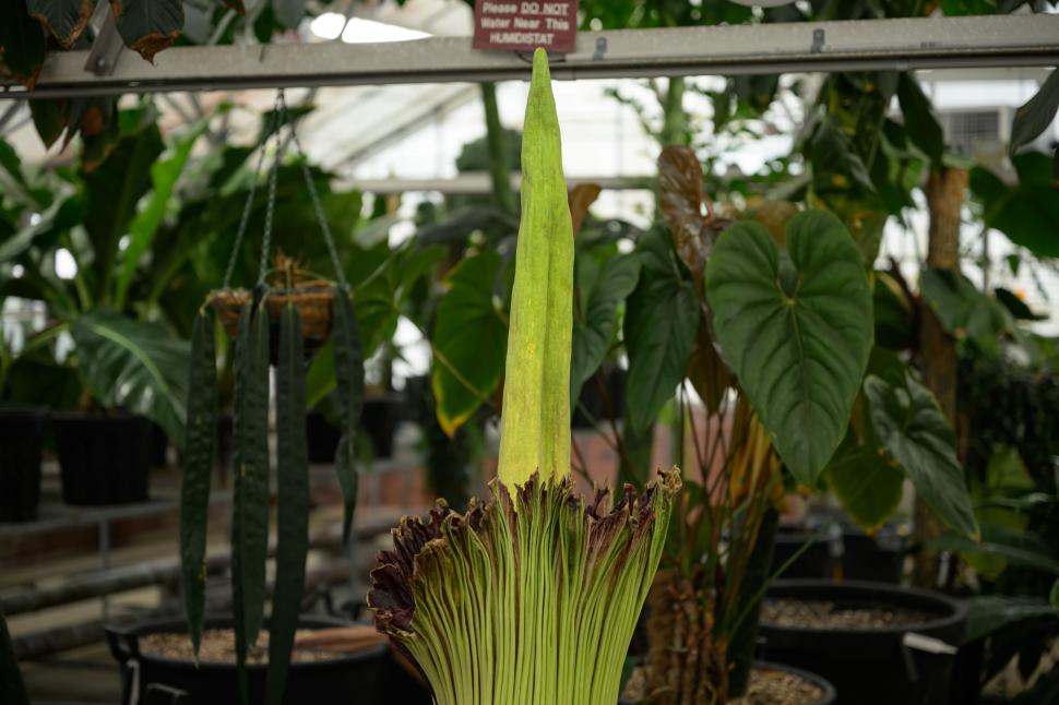 O „floare-cadavru” a înflorit după 15 ani, în Australia. Deși miroase a carne putrezită, sute de oameni s-au adunat în jurul ei 951117