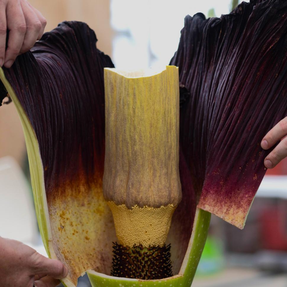 O „floare-cadavru” a înflorit după 15 ani, în Australia. Deși miroase a carne putrezită, sute de oameni s-au adunat în jurul ei 951118