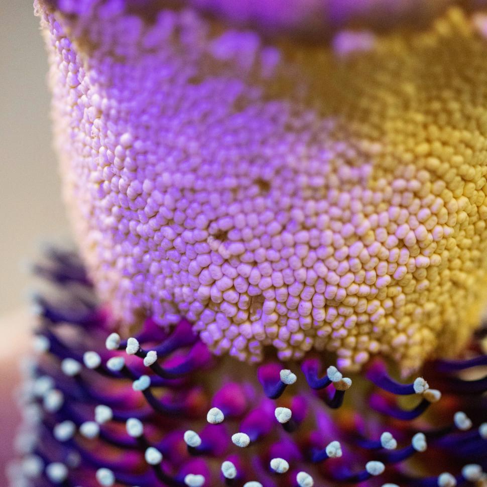 O „floare-cadavru” a înflorit după 15 ani, în Australia. Deși miroase a carne putrezită, sute de oameni s-au adunat în jurul ei 951119