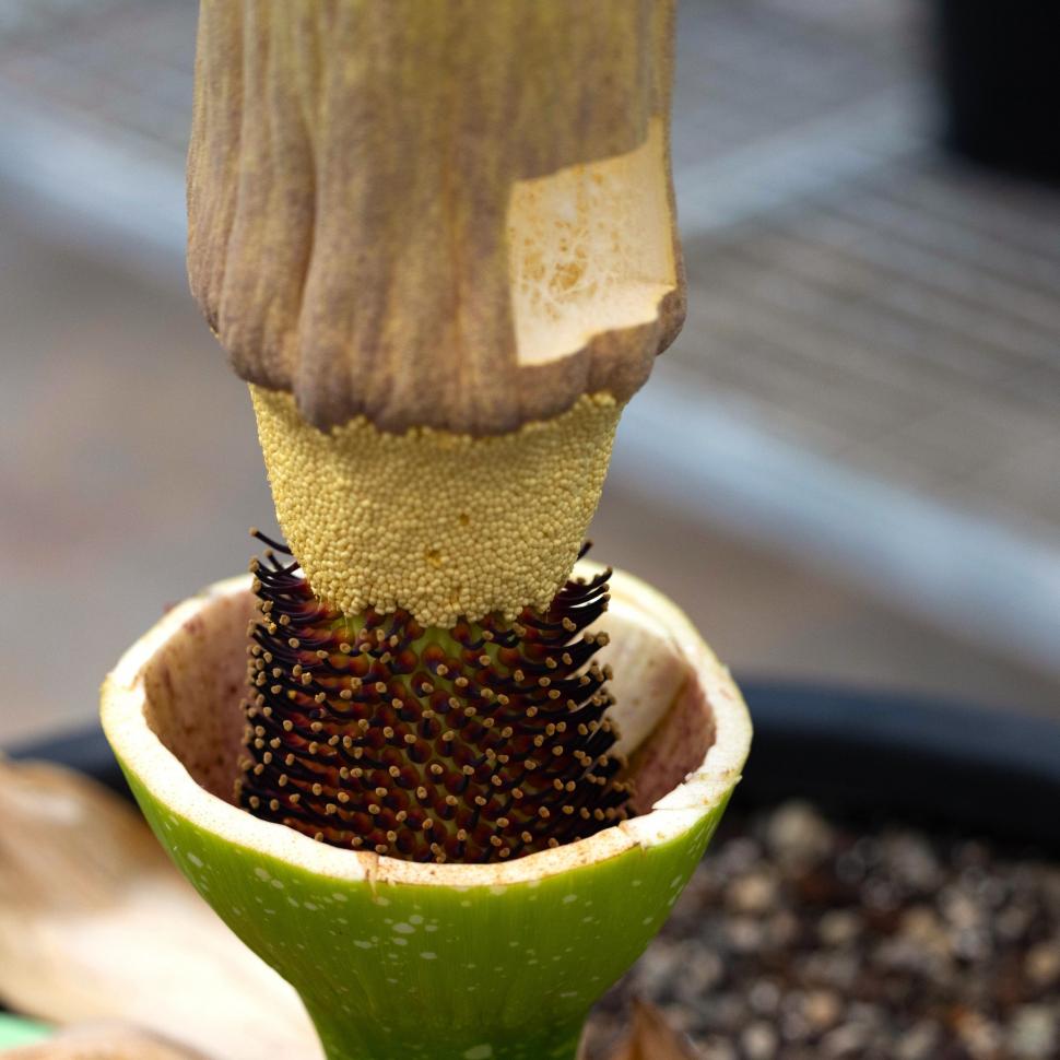 O „floare-cadavru” a înflorit după 15 ani, în Australia. Deși miroase a carne putrezită, sute de oameni s-au adunat în jurul ei 951120