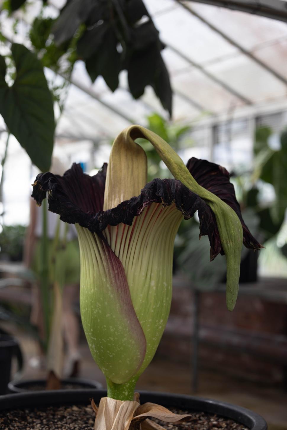 O „floare-cadavru” a înflorit după 15 ani, în Australia. Deși miroase a carne putrezită, sute de oameni s-au adunat în jurul ei 951121