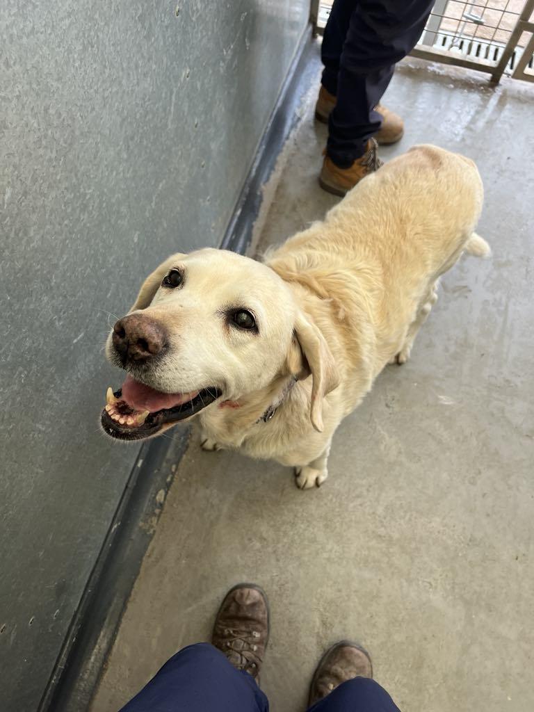 Un cuplu și-a primit înapoi labradorul furat în urmă cu șapte ani. Imagini emoționante de la reîntâlnirea cu Daisy  951102