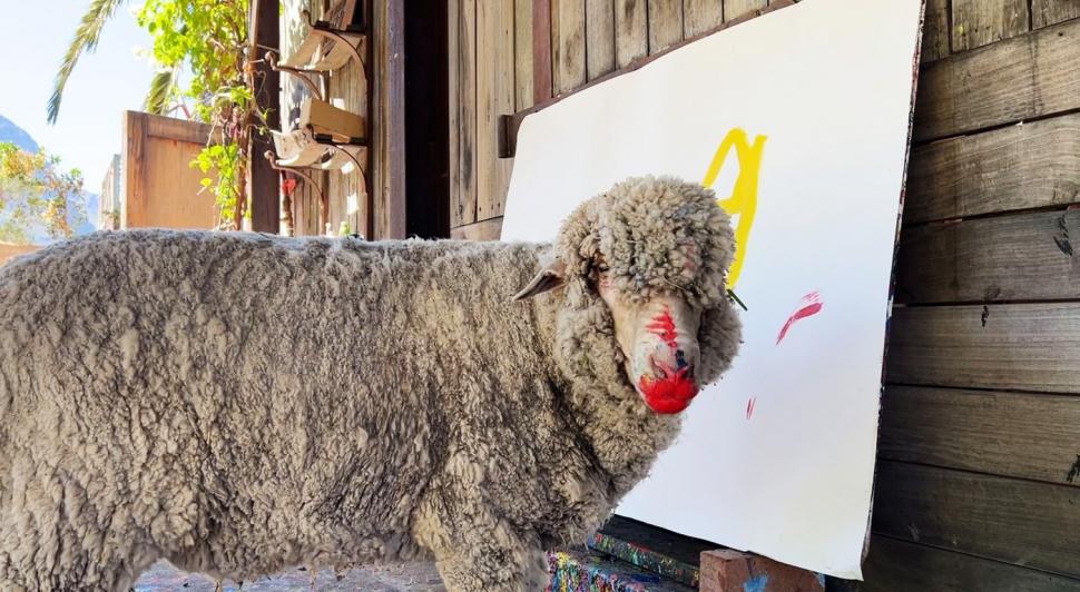 Oaia care pictează a dispărut, iar stăpâna ei oferă recompensă de 50.000 $. Baanksy a învățat să deseneze de la Pigcasso, un porc 952016