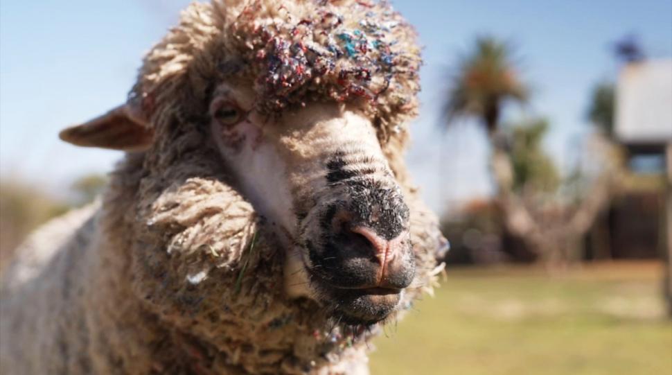 Oaia care pictează a dispărut, iar stăpâna ei oferă recompensă de 50.000 $. Baanksy a învățat să deseneze de la Pigcasso, un porc 952017