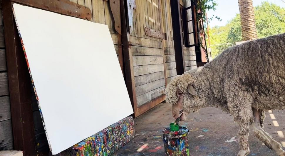 Oaia care pictează a dispărut, iar stăpâna ei oferă recompensă de 50.000 $. Baanksy a învățat să deseneze de la Pigcasso, un porc 952019