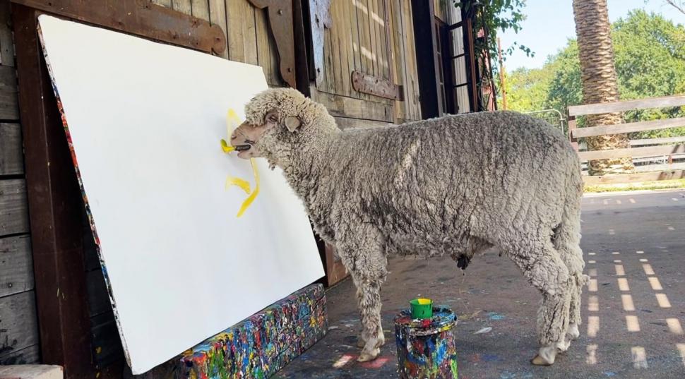 Oaia care pictează a dispărut, iar stăpâna ei oferă recompensă de 50.000 $. Baanksy a învățat să deseneze de la Pigcasso, un porc 952022