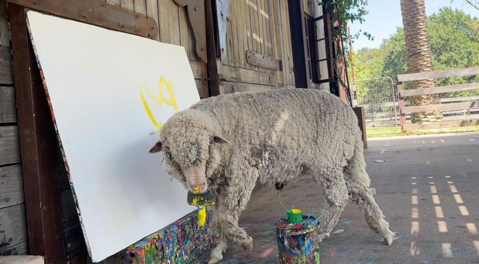 Oaia care pictează a dispărut, iar stăpâna ei oferă recompensă de 50.000 $. Baanksy a învățat să deseneze de la Pigcasso, un porc 952023