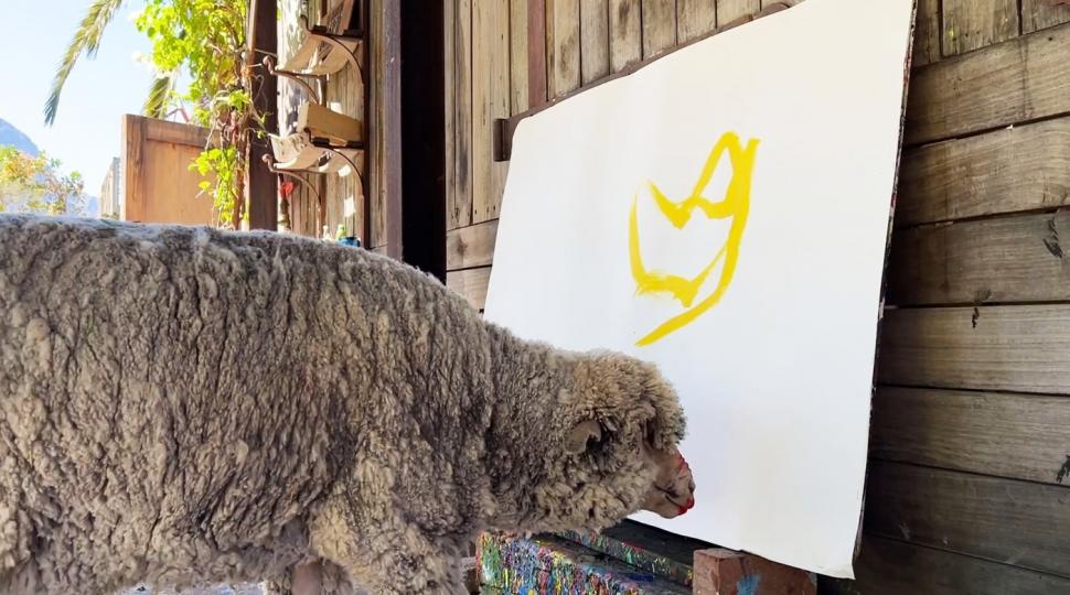 Oaia care pictează a dispărut, iar stăpâna ei oferă recompensă de 50.000 $. Baanksy a învățat să deseneze de la Pigcasso, un porc 952024