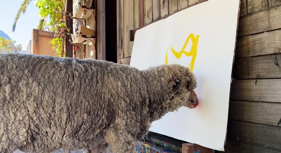 Oaia care pictează a dispărut, iar stăpâna ei oferă recompensă de 50.000 $. Baanksy a învățat să deseneze de la Pigcasso, un porc 952025