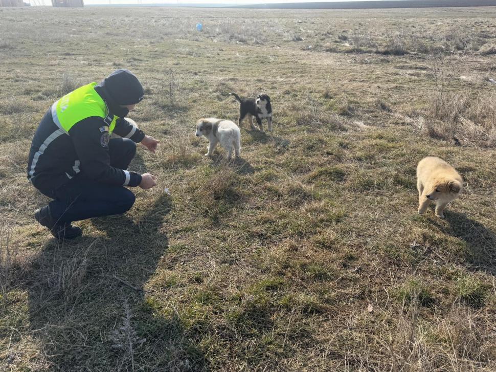 Un soldat britanic a salvat 4 cățeluși, în timpul unui exercițiu militar pe Poligonul Smârdan din Galați. Apoi a decis să-i adopte 952361