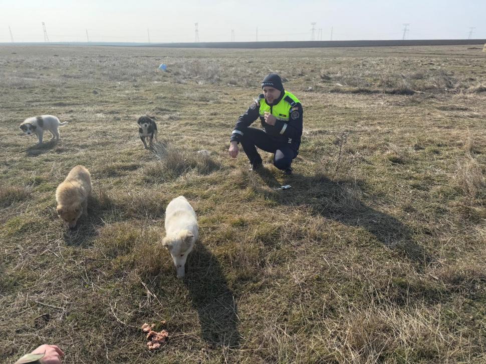 Un soldat britanic a salvat 4 cățeluși, în timpul unui exercițiu militar pe Poligonul Smârdan din Galați. Apoi a decis să-i adopte 952362