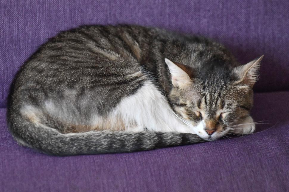 Pisicile care ştiu tot ce mişcă-n Capitală: Colonelu` de la Rutieră, Şefa de la Primărie, Willy și Steluța de la CJ Ilfov 952253