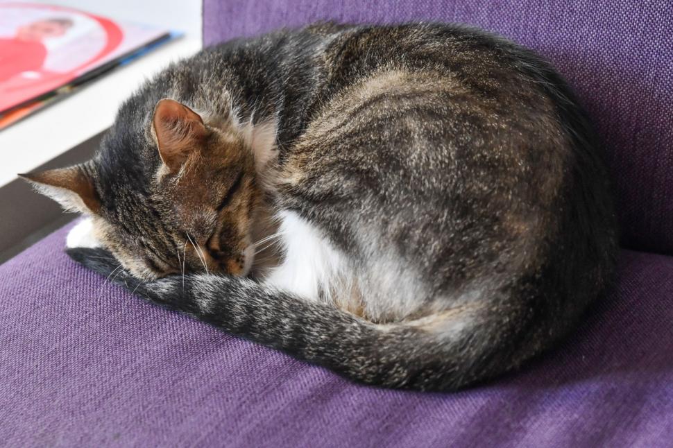 Pisicile care ştiu tot ce mişcă-n Capitală: Colonelu` de la Rutieră, Şefa de la Primărie, Willy și Steluța de la CJ Ilfov 952254