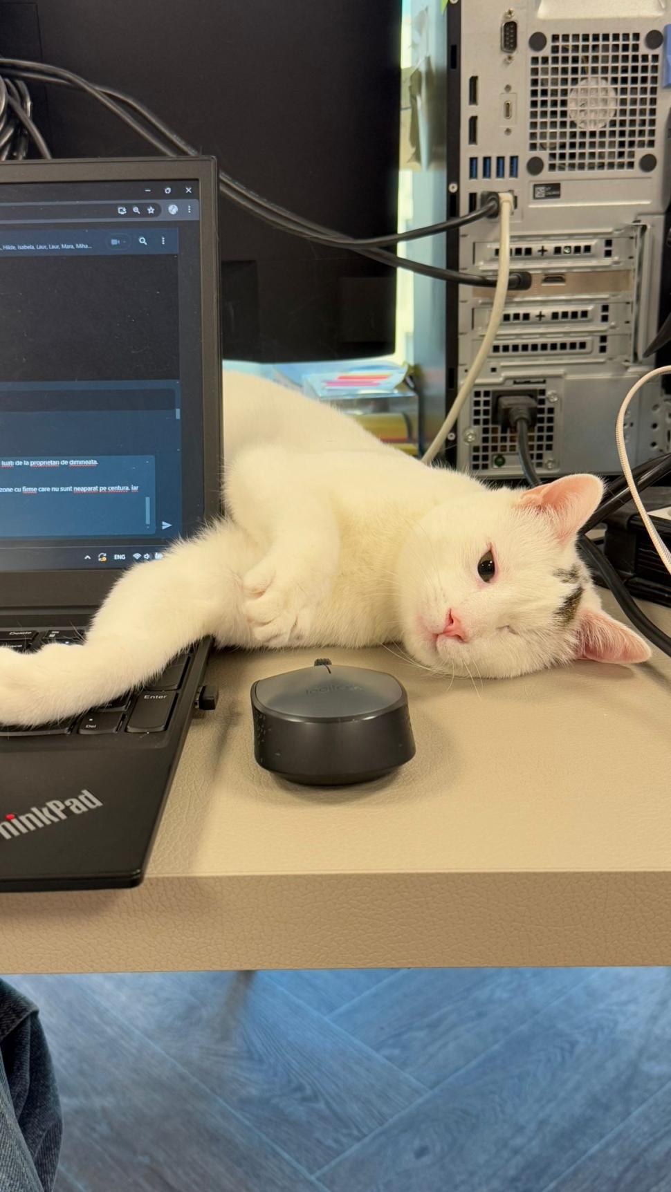 Pisicile care ştiu tot ce mişcă-n Capitală: Colonelu` de la Rutieră, Şefa de la Primărie, Willy și Steluța de la CJ Ilfov 952255