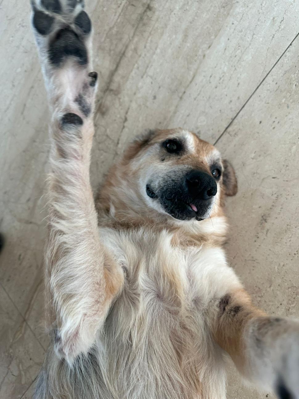 Pisicile care ştiu tot ce mişcă-n Capitală: Colonelu` de la Rutieră, Şefa de la Primărie, Willy și Steluța de la CJ Ilfov 952256