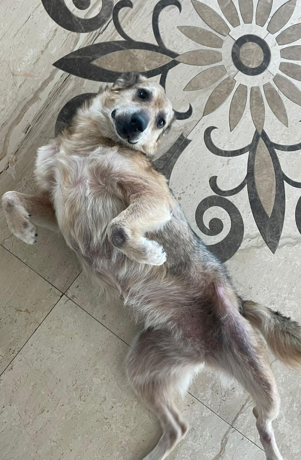 Pisicile care ştiu tot ce mişcă-n Capitală: Colonelu` de la Rutieră, Şefa de la Primărie, Willy și Steluța de la CJ Ilfov 952257