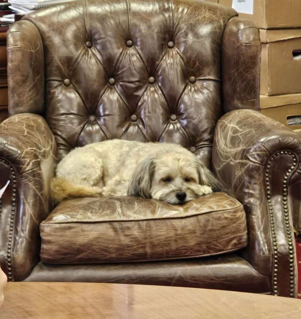 Pisicile care ştiu tot ce mişcă-n Capitală: Colonelu` de la Rutieră, Şefa de la Primărie, Willy și Steluța de la CJ Ilfov 952259