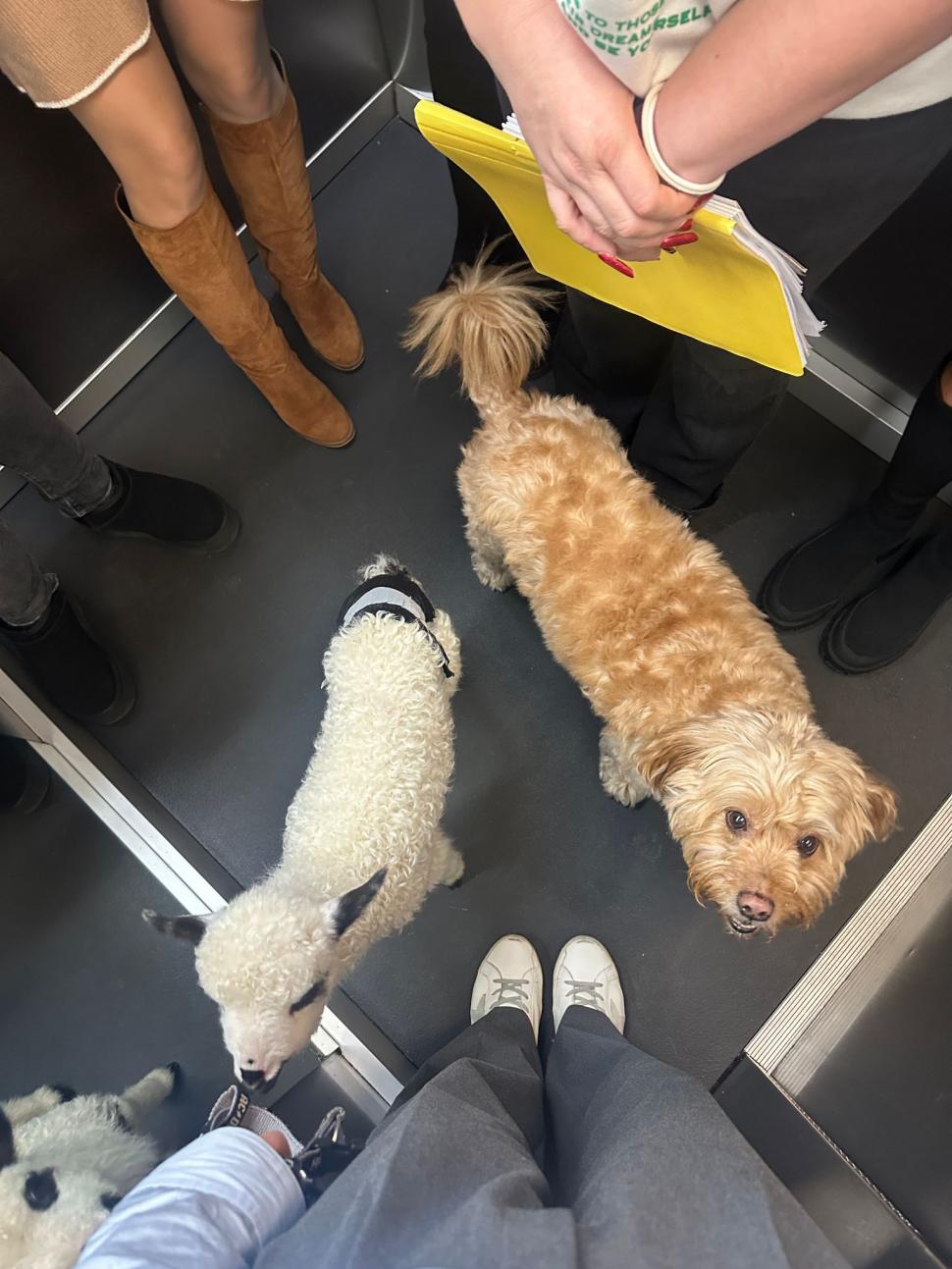 Pisicile care ştiu tot ce mişcă-n Capitală: Colonelu` de la Rutieră, Şefa de la Primărie, Willy și Steluța de la CJ Ilfov 952262