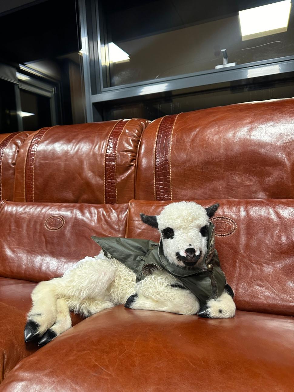 Pisicile care ştiu tot ce mişcă-n Capitală: Colonelu` de la Rutieră, Şefa de la Primărie, Willy și Steluța de la CJ Ilfov 952263