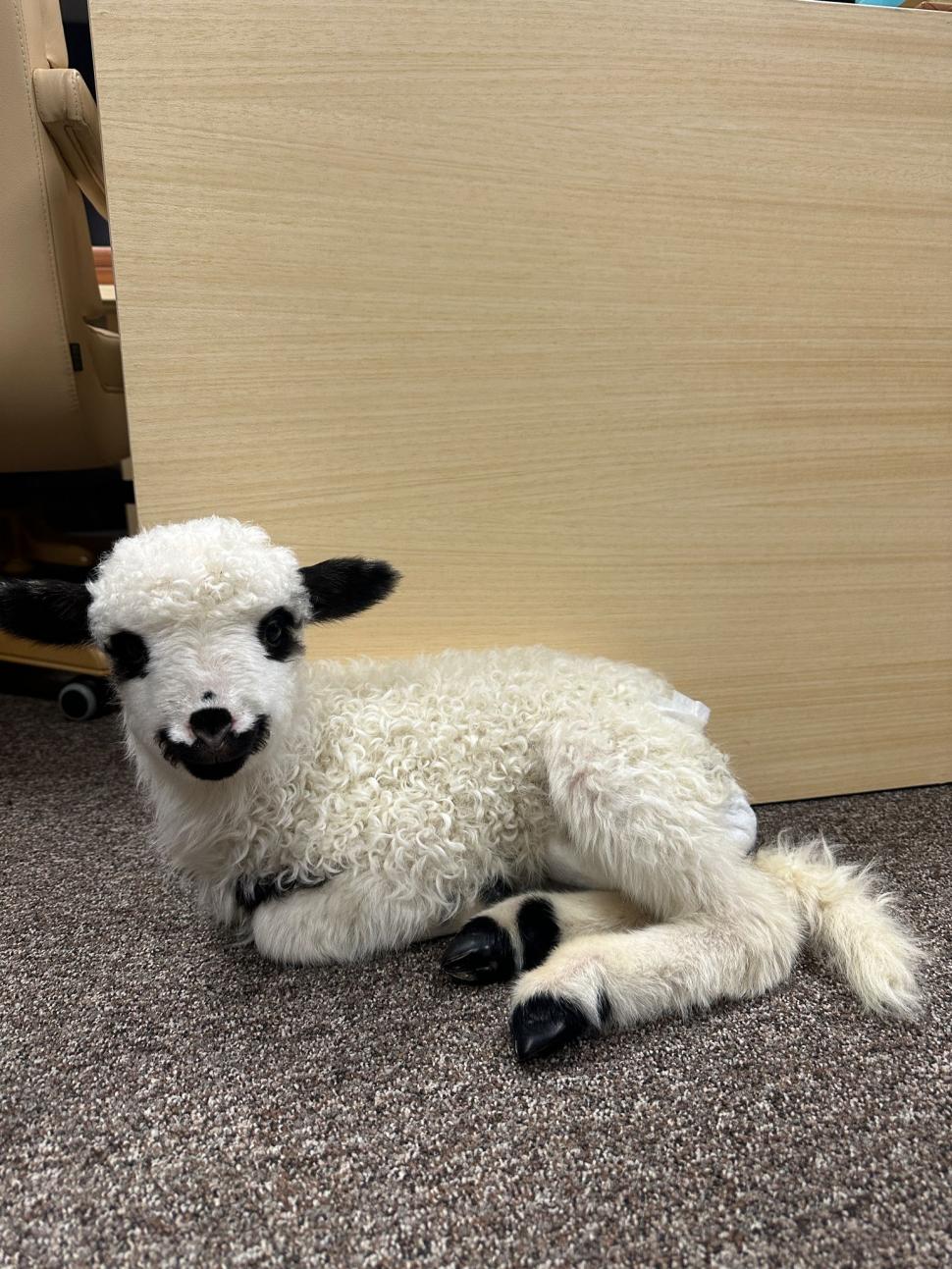 Pisicile care ştiu tot ce mişcă-n Capitală: Colonelu` de la Rutieră, Şefa de la Primărie, Willy și Steluța de la CJ Ilfov 952264