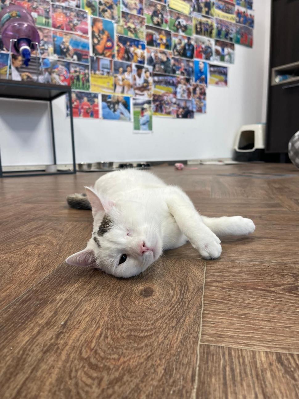 Pisicile care ştiu tot ce mişcă-n Capitală: Colonelu` de la Rutieră, Şefa de la Primărie, Willy și Steluța de la CJ Ilfov 952265