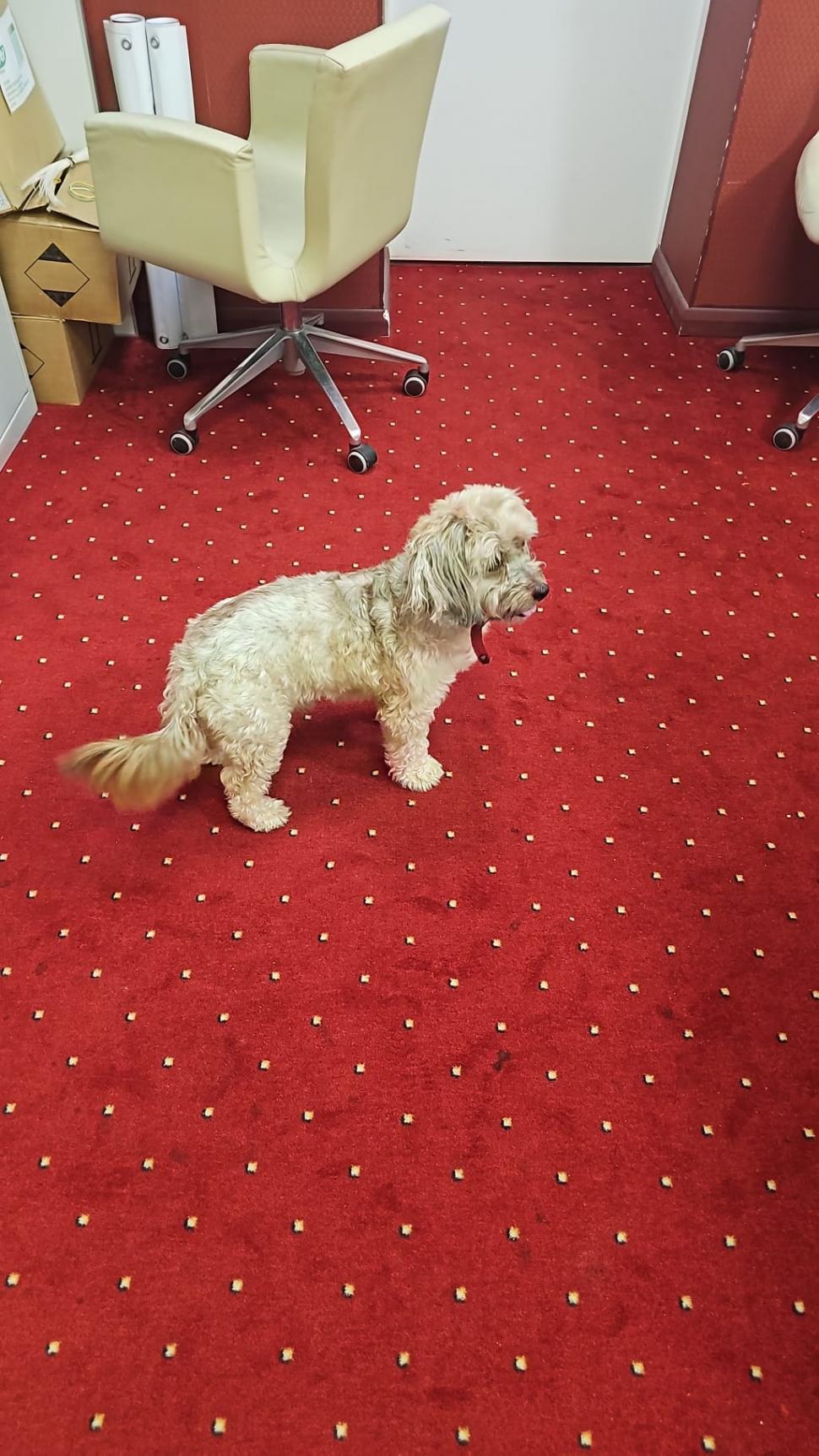 Pisicile care ştiu tot ce mişcă-n Capitală: Colonelu` de la Rutieră, Şefa de la Primărie, Willy și Steluța de la CJ Ilfov 952266