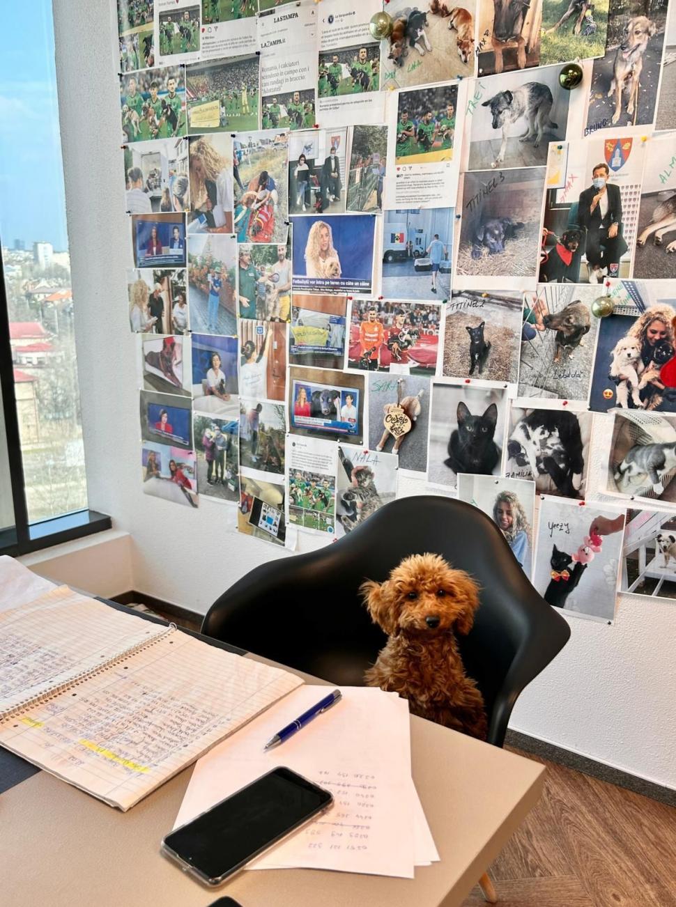 Pisicile care ştiu tot ce mişcă-n Capitală: Colonelu` de la Rutieră, Şefa de la Primărie, Willy și Steluța de la CJ Ilfov 952267