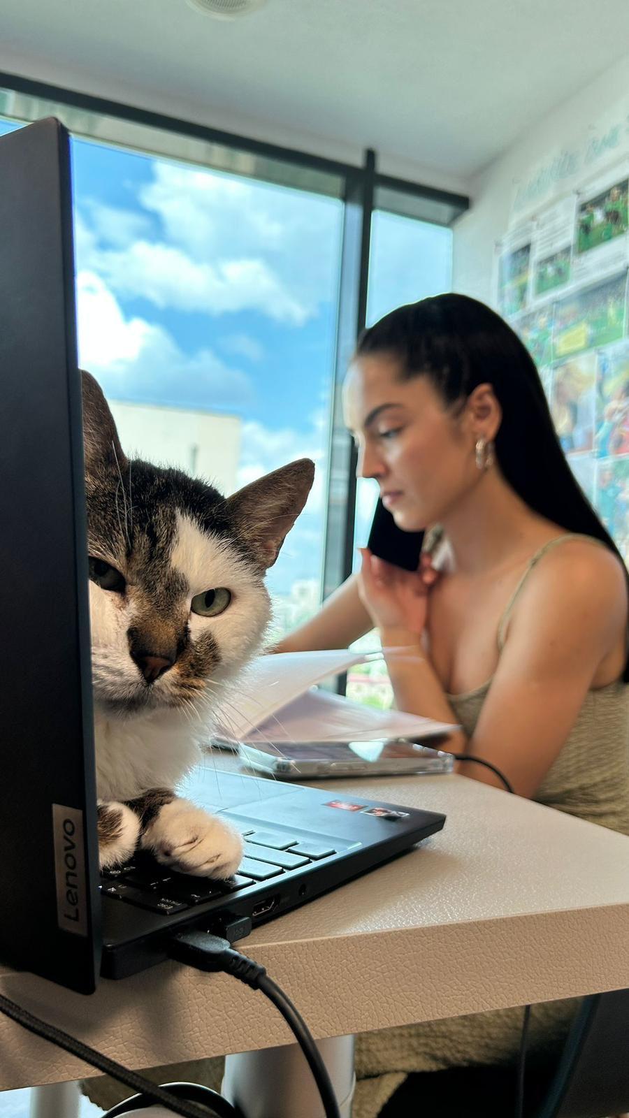 Pisicile care ştiu tot ce mişcă-n Capitală: Colonelu` de la Rutieră, Şefa de la Primărie, Willy și Steluța de la CJ Ilfov 952268