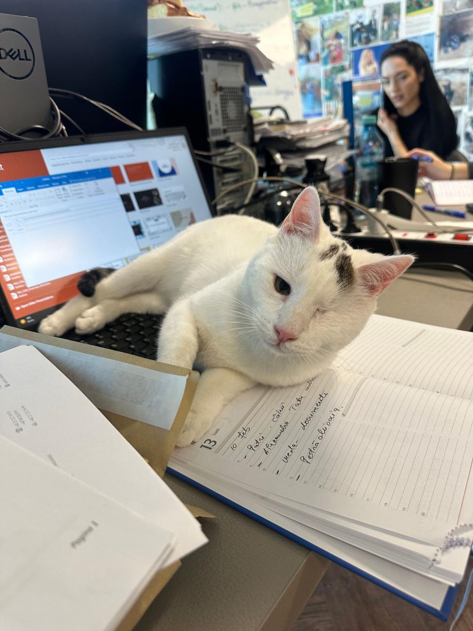 Pisicile care ştiu tot ce mişcă-n Capitală: Colonelu` de la Rutieră, Şefa de la Primărie, Willy și Steluța de la CJ Ilfov 952269