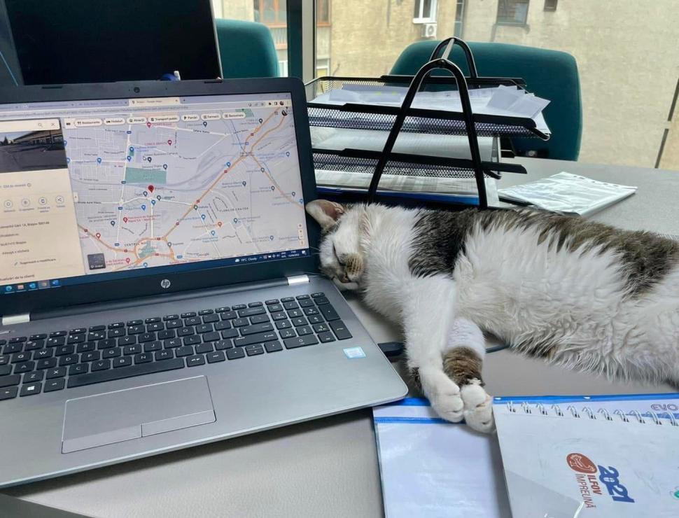 Pisicile care ştiu tot ce mişcă-n Capitală: Colonelu` de la Rutieră, Şefa de la Primărie, Willy și Steluța de la CJ Ilfov 952270