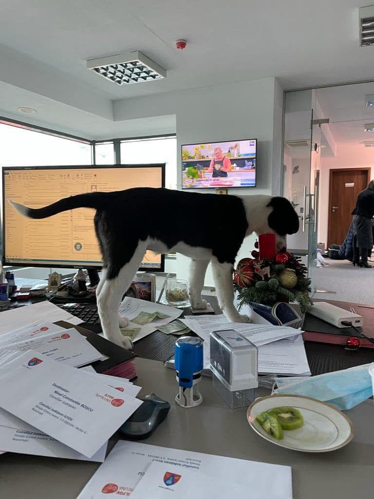 Pisicile care ştiu tot ce mişcă-n Capitală: Colonelu` de la Rutieră, Şefa de la Primărie, Willy și Steluța de la CJ Ilfov 952271