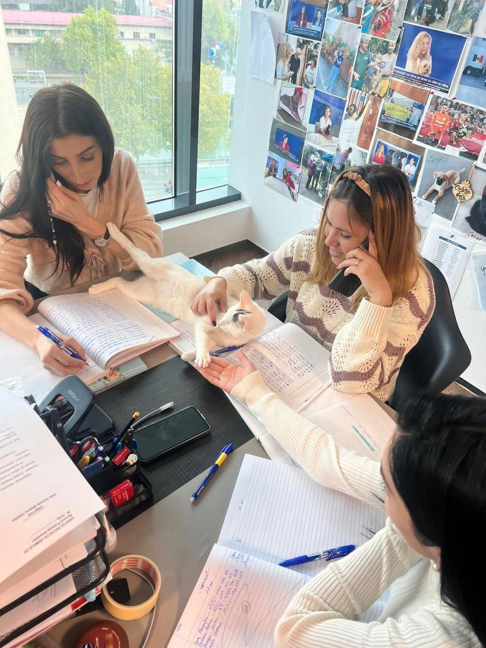 Pisicile care ştiu tot ce mişcă-n Capitală: Colonelu` de la Rutieră, Şefa de la Primărie, Willy și Steluța de la CJ Ilfov 952272