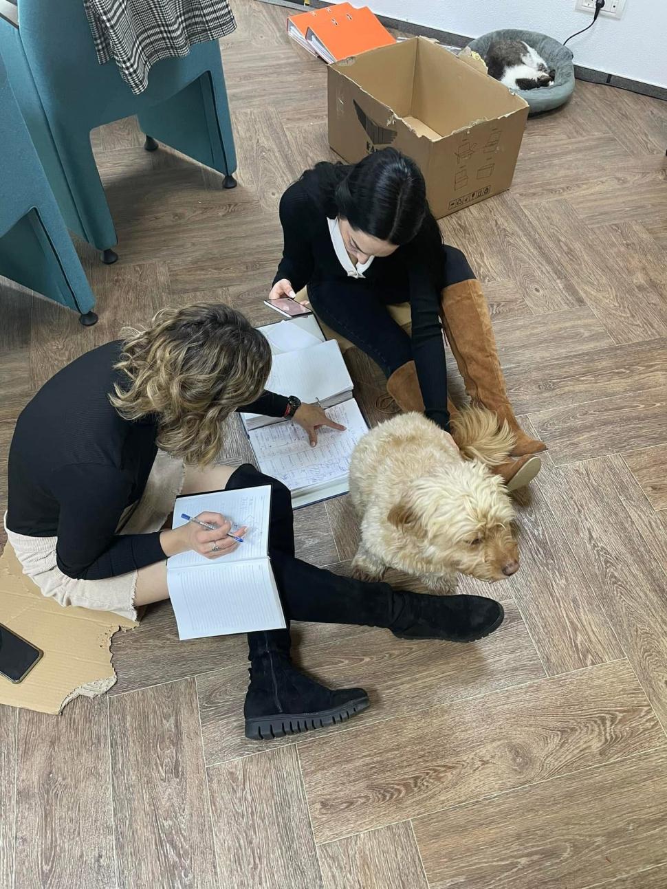 Pisicile care ştiu tot ce mişcă-n Capitală: Colonelu` de la Rutieră, Şefa de la Primărie, Willy și Steluța de la CJ Ilfov 952273