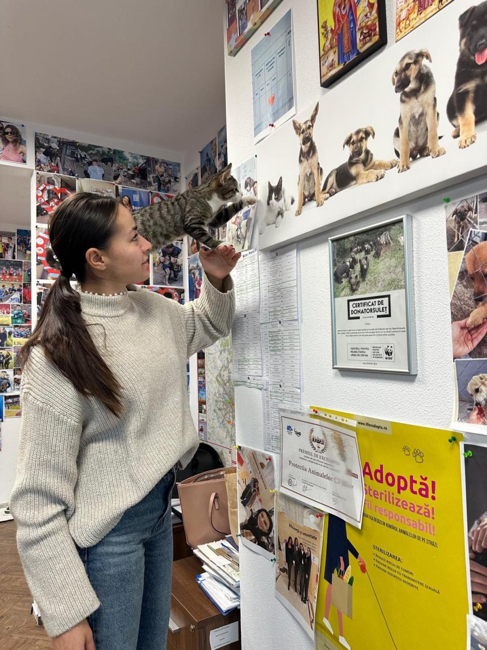 Pisicile care ştiu tot ce mişcă-n Capitală: Colonelu` de la Rutieră, Şefa de la Primărie, Willy și Steluța de la CJ Ilfov 952275