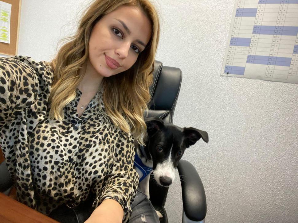 Pisicile care ştiu tot ce mişcă-n Capitală: Colonelu` de la Rutieră, Şefa de la Primărie, Willy și Steluța de la CJ Ilfov 952276