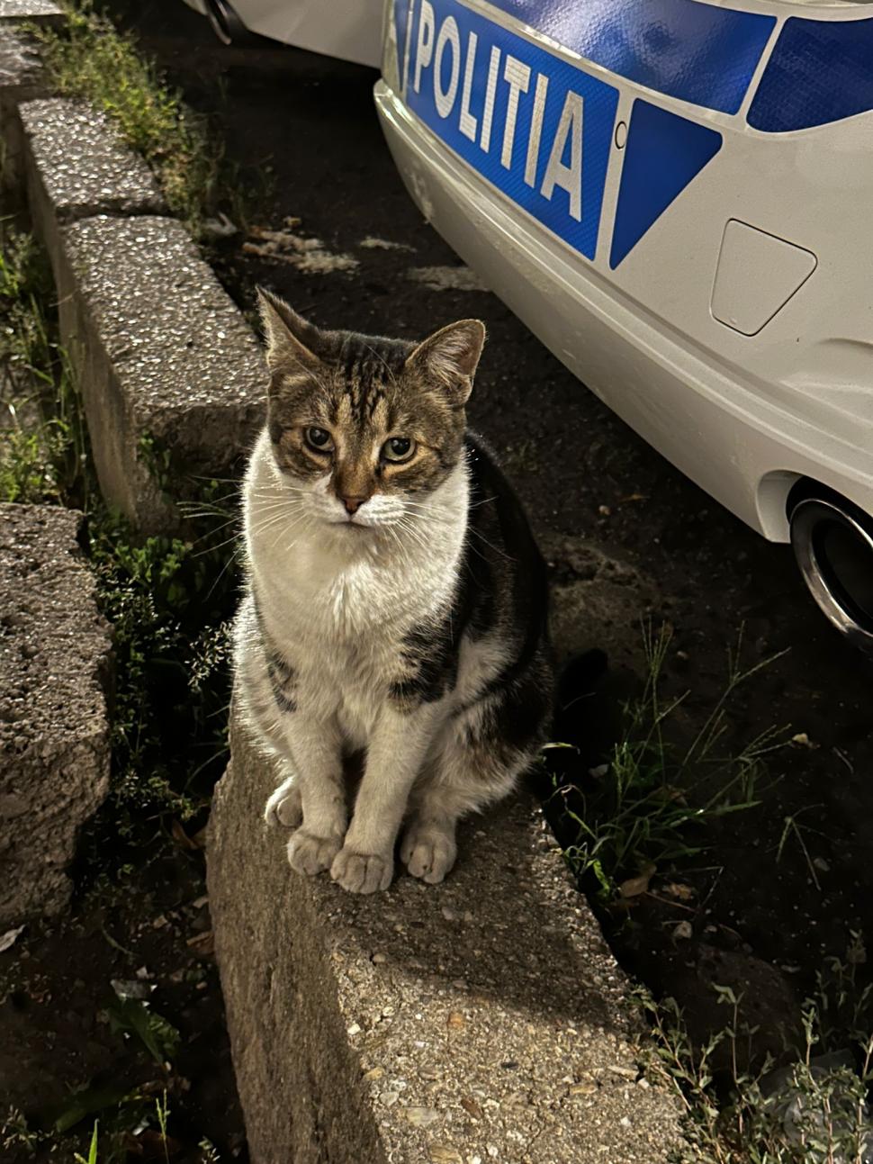 Pisicile care ştiu tot ce mişcă-n Capitală: Colonelu` de la Rutieră, Şefa de la Primărie, Willy și Steluța de la CJ Ilfov 952278